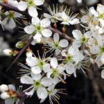 prugnolo selvatico in fiore